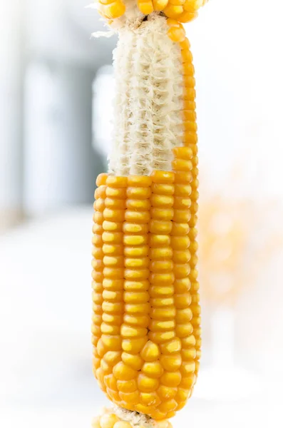 Suchej kukurydzy z bliska Zdjęcia Stockowe bez tantiem