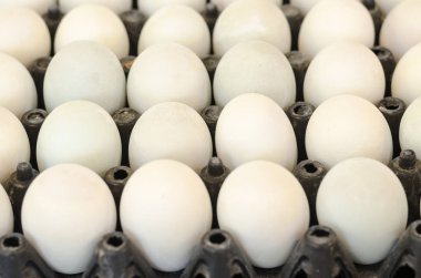 beyaz yumurta ördek