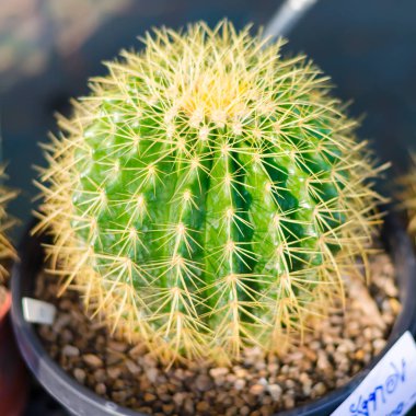 kaktüs yakın çekim