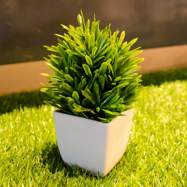 작은 녹색식물 — 스톡 사진