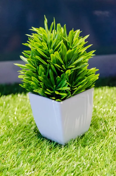 작은 녹색식물 — 스톡 사진