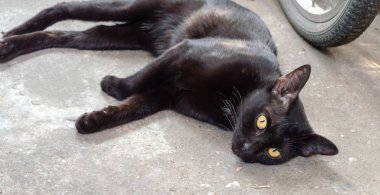 sokak hayvan siyah kedi