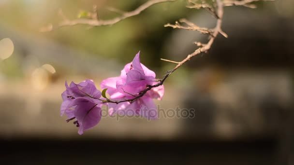 Primer plano moviendo de Bougainvillea en la naturaleza — Vídeo de stock