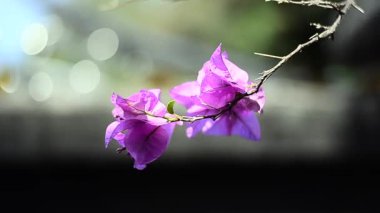 Begonviller doğa yukarı hareket kapatın