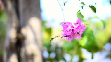 Begonviller doğa yukarı hareket kapatın