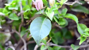 doğa, Begonvil ayrılış hareketli kapatın