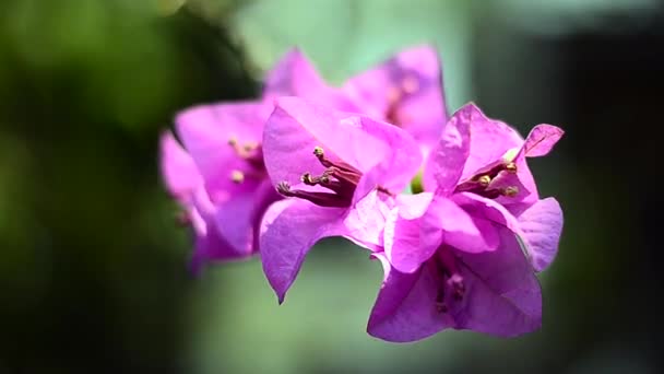 Close up moving of Bougainvillea at the nature — Stock Video
