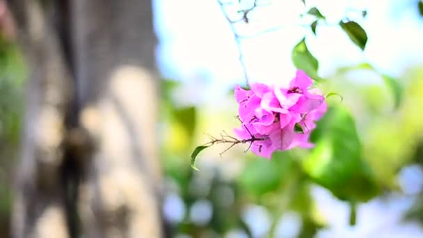 Nahaufnahme des Umzugs der Bougainvillea in die Natur — Stockvideo