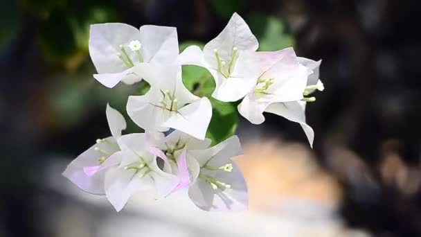 Close up movimento de Bougainvillea na natureza — Vídeo de Stock