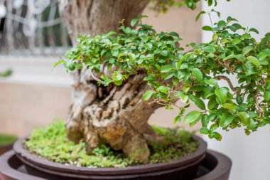 Bonsai ağacı yeşil yaprakları.