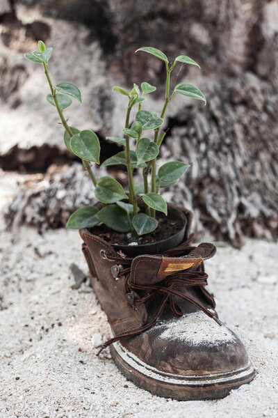 Vertical shot of an old boot with the plant grown inside