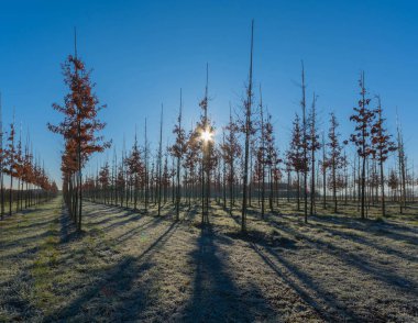 Sabah hafif bir plantasyon