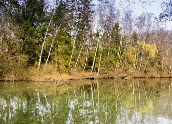 Ağaçlar bir gölet — Stok fotoğraf