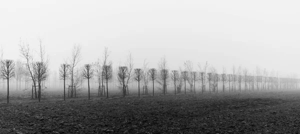 Drzewa na plantacji znikają w porannej mgle — Zdjęcie stockowe