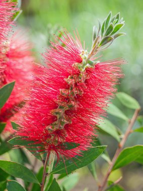 etkileyici kırmızı çiçek