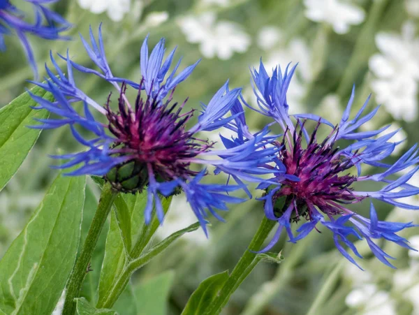 Flores azuis encantadoras - jardinagem — Fotografia de Stock