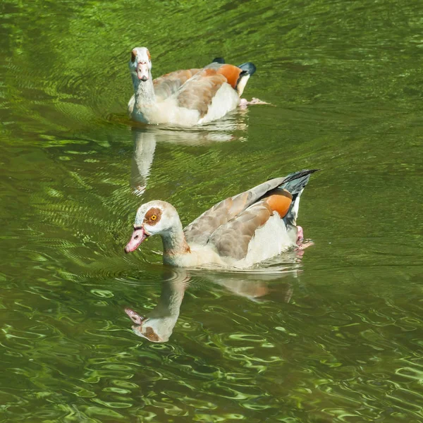 Dois patos na água — Fotografia de Stock