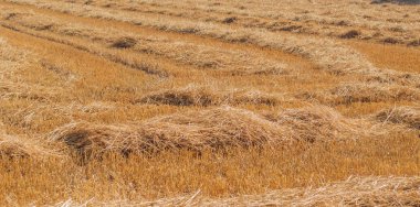 güneş ışığı tarlasında