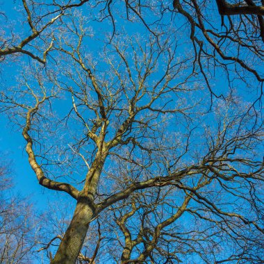 Kış Gösterim - güneş ışığı bir ağaç üzerinde