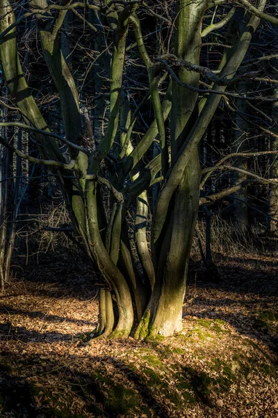 В лесу - светлое пятно на основании дерева — стоковое фото