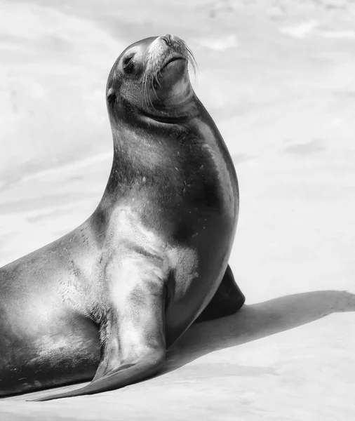 Robbenweibchen - entspannen im Sonnenlicht — Stockfoto