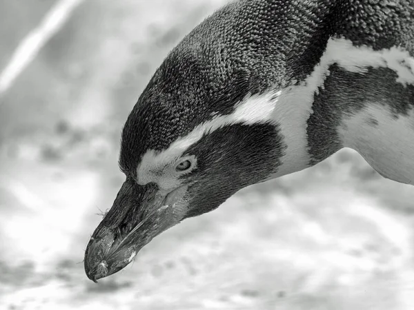 Petit pingouin regarder en monochrome — Photo