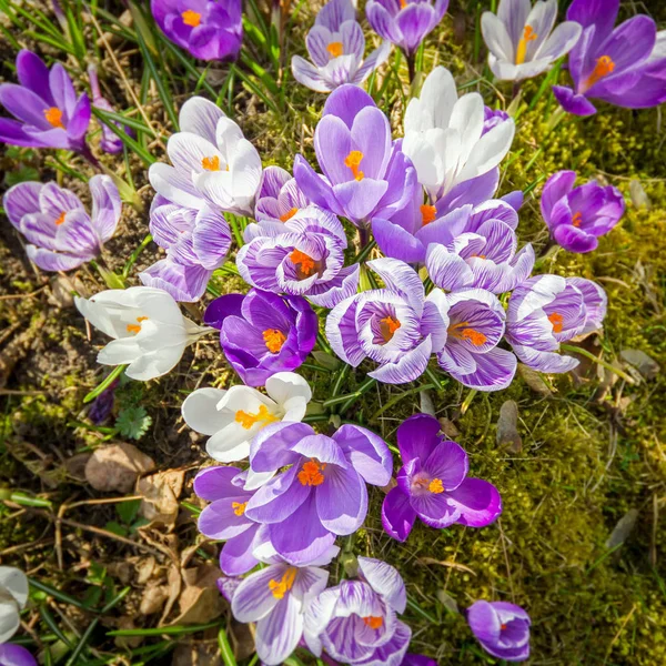 春の日光の下で色とりどりの花 — ストック写真