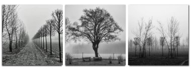 Triptych - sabah sis ağaçlarda - monochrom