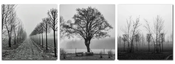 Tríptico - árboles en la niebla matutina - monocromo — Foto de Stock