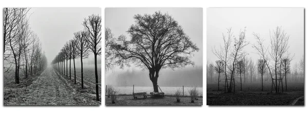 トリプティク - 朝の霧の木 - モノクロ — ストック写真