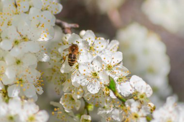 beyaz çiçekleri üzerinde küçük arı