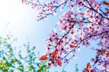 reineclaude ilk çiçekleri ile