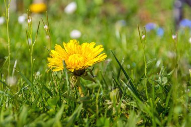 güneş ışığı güzel karahindiba