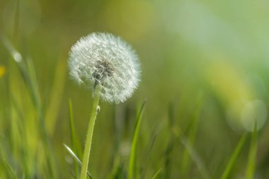 sabah güneşi - küçük karahindiba