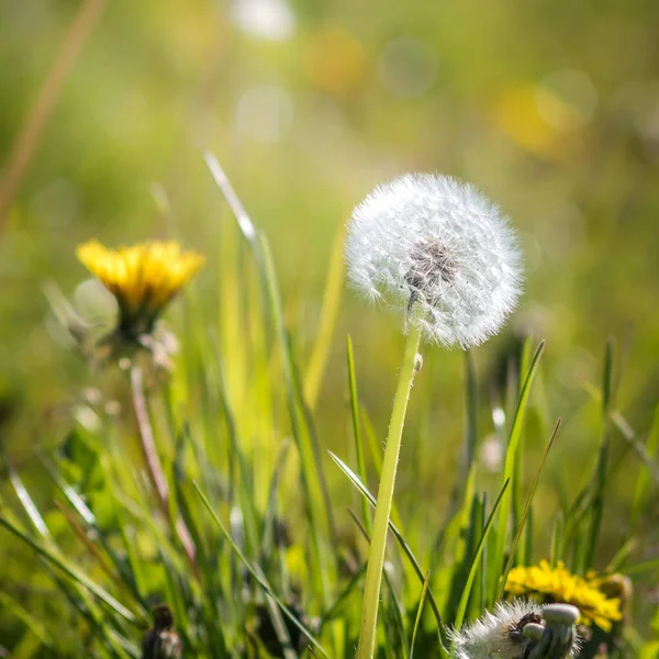 草原での小さなタンポポ — ストック写真