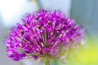 küçük mor çiçeği