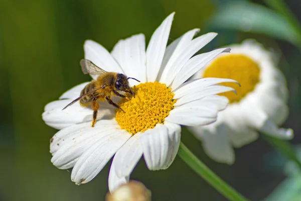 白い花に小さなミツバチ — ストック写真