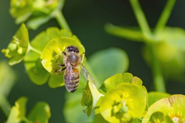 küçük güzel bal arısı