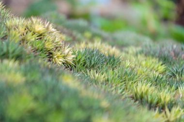 doğa - yeşil bitkiler bir orman gibi.