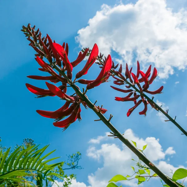 Linda flor vermelha na luz do sol — Fotografia de Stock