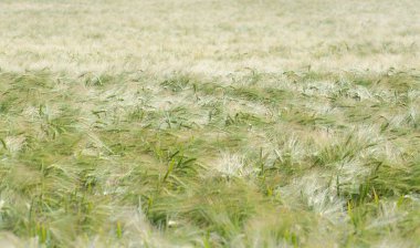 yaz güneşi tarlasında