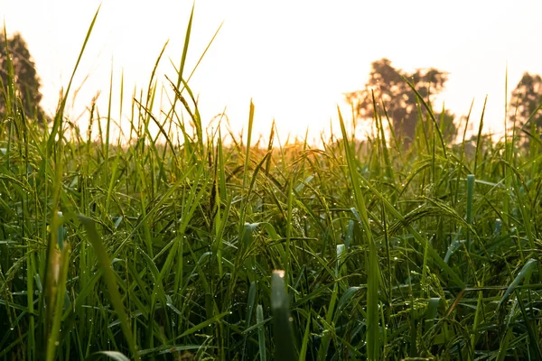 Déposer sur le germe de riz — Photo