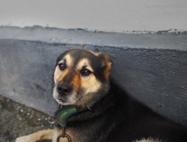 Bir köpeğin bir zincir üzerinde hüzünlü gözleri