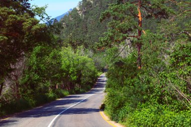 Ağaçların arasında dağ yolu