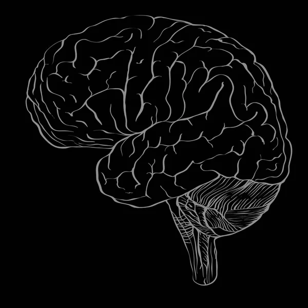 Profile of brain drawn in outline drawing style as the blank for — Stock Photo, Image