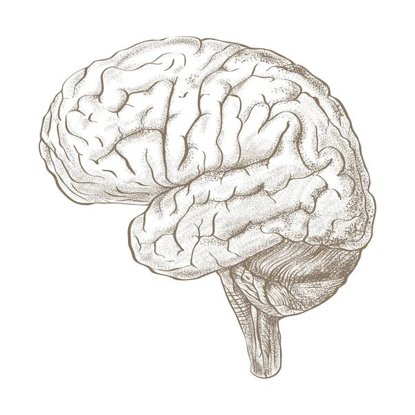 Cerebro como imagen de estilo de boceto a lápiz —  Fotos de Stock