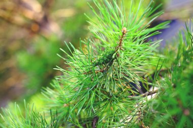 Yeşil çam ağacı witn koni Şubesi