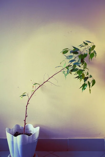 Bir tencerede kavisli bir gövde ile houseplant — Stok fotoğraf