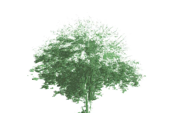 Ağaç yayılan bir taç ile — Stok Vektör