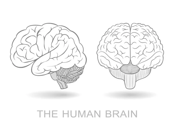Cervello umano in due prospettive. Solo EPS8 — Vettoriale Stock